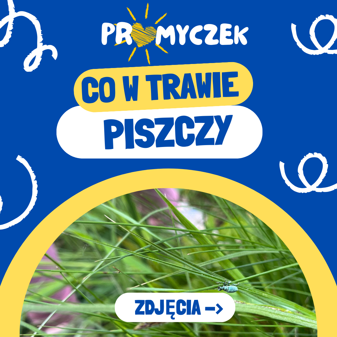 Co w trawie piszczy? Promyczek Białobrzegi