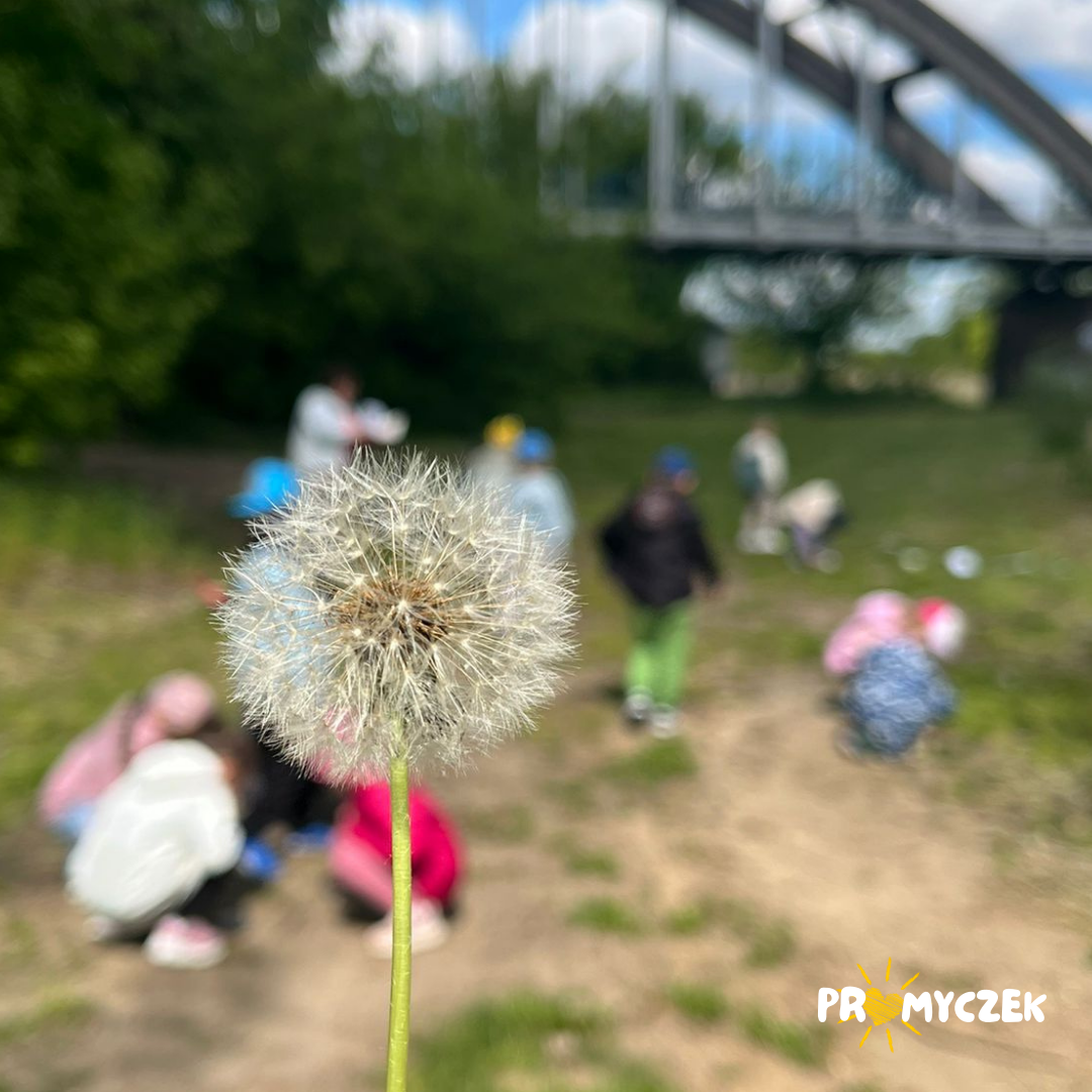 Co w trawie piszczy? Promyczek Białobrzegi