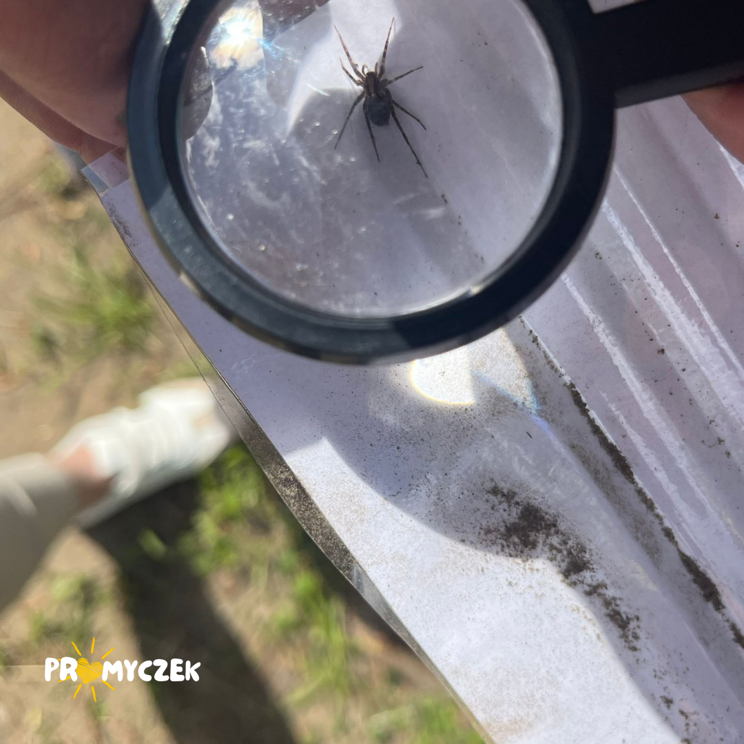 Co w trawie piszczy? Promyczek Białobrzegi